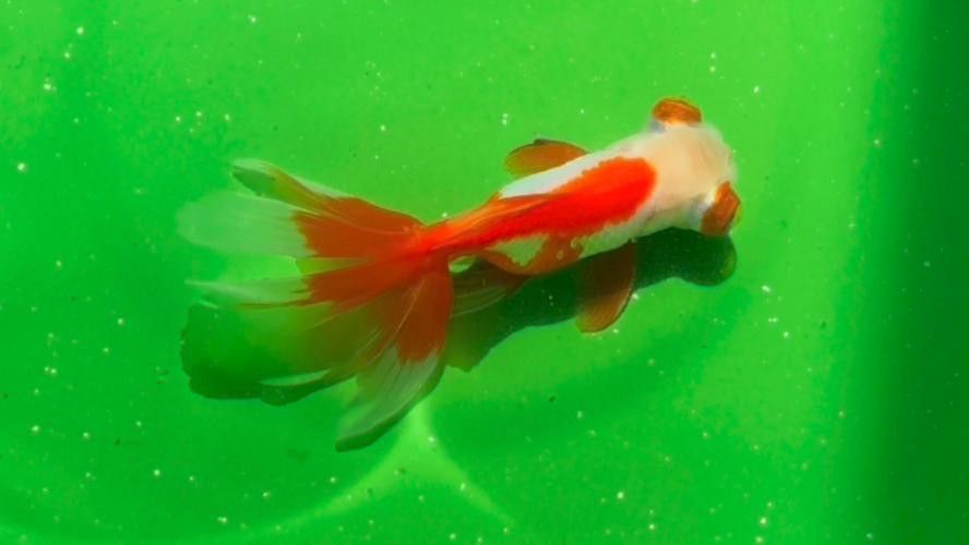 鳳尾龍魚圖片