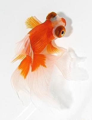 鳳尾龍魚圖片