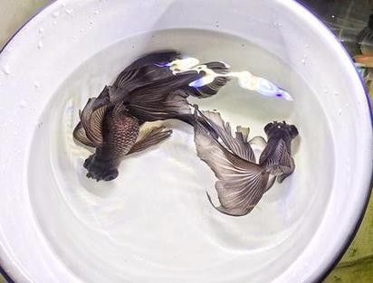 鳳尾龍魚圖片