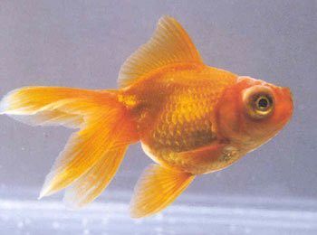鳳尾龍魚圖片