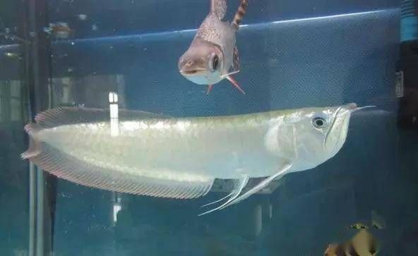 龍魚的學名（龍魚的學名是scleropagesformosus）