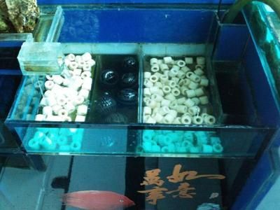 養龍魚放什么藥水最好：養龍魚時選擇合適的藥水及其品牌推薦：龍魚藥水及其品牌推薦