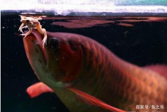 野生龍魚捕食繁殖的瞬間，你見過嗎？：野生龍魚捕食的瞬間展現了它們在自然環境中捕食的瞬間 野生龍魚捕食繁殖的瞬間，你見過嗎？：野生龍魚捕食的瞬間展現了它們在自然環境中捕食的瞬間 龍魚百科 第1張