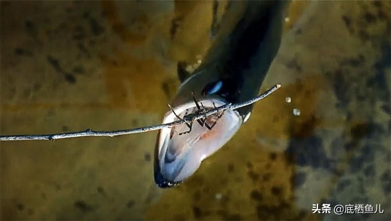 野生龍魚捕食繁殖的瞬間，你見過嗎？：野生龍魚捕食的瞬間展現了它們在自然環境中捕食的瞬間 野生龍魚捕食繁殖的瞬間，你見過嗎？：野生龍魚捕食的瞬間展現了它們在自然環境中捕食的瞬間 龍魚百科 第3張