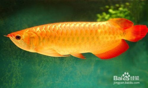 龍魚飼養(yǎng)技巧和方法,龍魚的飼養(yǎng)技巧和方法 龍魚百科 第5張 龍魚飼養(yǎng)技巧和方法,龍魚的飼養(yǎng)技巧和方法 龍魚飼養(yǎng)技巧和方法,龍魚的飼養(yǎng)技巧和方法 龍魚百科 第5張