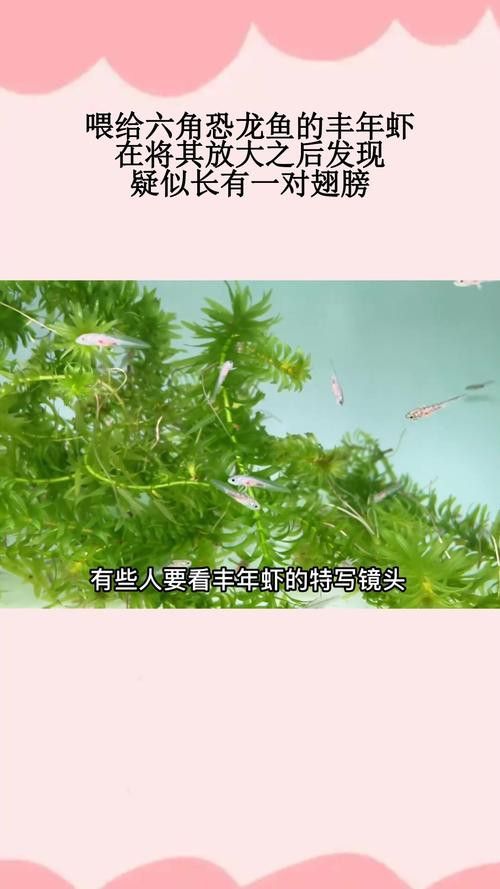 恐龍魚吃什么肉最好養