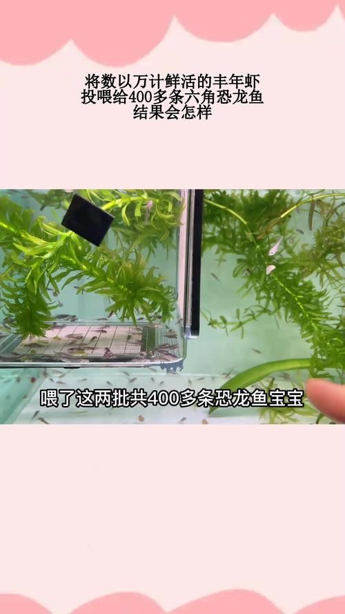 恐龍魚吃什么肉最好養