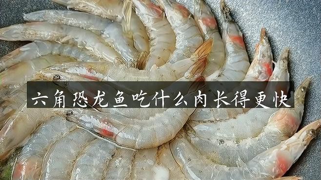 恐龍魚吃什么肉最好養