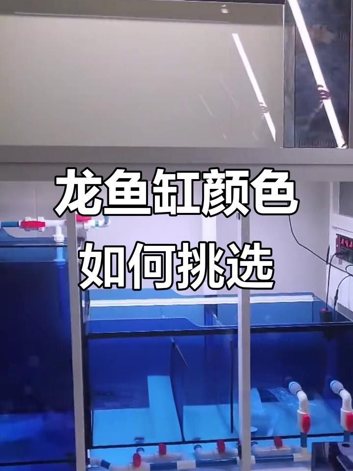 如何區分藍底龍魚和24K金底龍魚？ 如何區分藍底龍魚和24K金底龍魚？ 龍魚百科 第6張