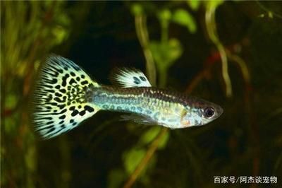 新買的龍魚多久才能熟悉環境生活：新買的龍魚一般需要多久適應新環境 新買的龍魚多久才能熟悉環境生活：新買的龍魚一般需要多久適應新環境 龍魚百科 第2張