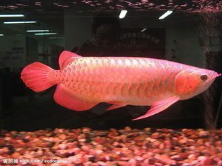 龍魚的樣子是什么樣子的：龍魚圖片太平洋家居網[2023-02-02-02-02-02
