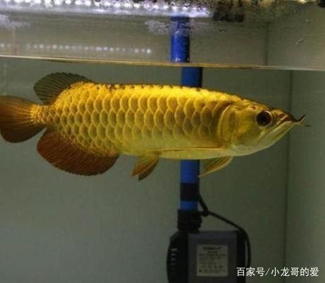 龍魚怎么區分品種（如何區分不同品種的龍魚） 龍魚怎么區分品種（如何區分不同品種的龍魚） 龍魚百科 第3張