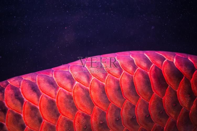 紅龍魚圖片高清大圖壁紙 紅龍魚圖片高清大圖壁紙 龍魚百科 第42張