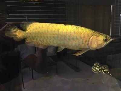 龍魚怎樣慢養最好（如何最好地慢養龍魚）