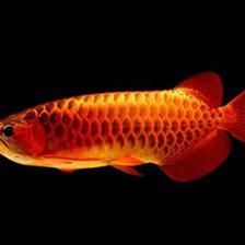 龍魚怎樣慢養最好（如何最好地慢養龍魚）