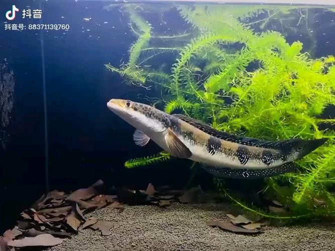 泰國五點(diǎn)雷龍魚