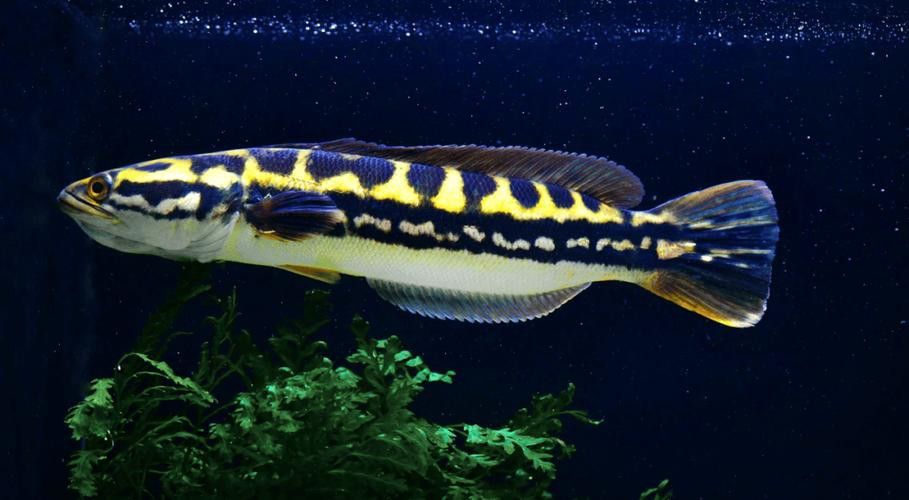 泰國五點(diǎn)雷龍魚