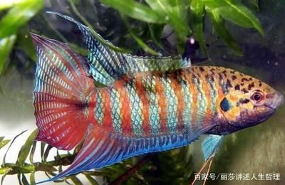 大型魚類繁殖技術難點，大型魚類的人工繁殖技術