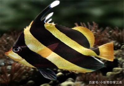 大型魚類繁殖技術難點，大型魚類的人工繁殖技術