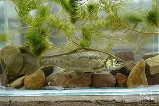大型魚類繁殖技術難點，大型魚類的人工繁殖技術