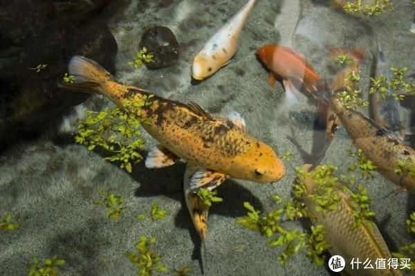 大型魚類繁殖技術難點，大型魚類的人工繁殖技術