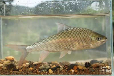 大型魚類繁殖技術難點，大型魚類的人工繁殖技術