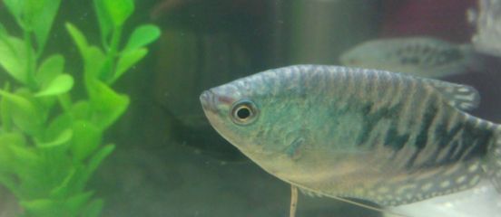 龍魚最適合混養的魚（龍魚混養注意事項,龍魚混養伴侶選擇技巧）