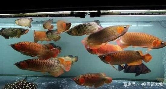 龍魚最適合混養的魚（龍魚混養注意事項,龍魚混養伴侶選擇技巧）