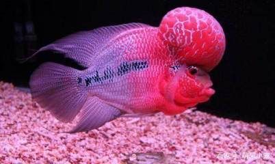 龍魚翻滾：龍魚翻滾可能是由于多種原因引起的