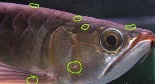 寶石龍魚30cm多少錢：寶石龍魚價格