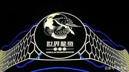 龍魚夜晚急游怎么回事（龍魚在夜晚急游怎么回事）