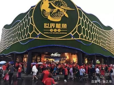 龍魚夜晚急游怎么回事（龍魚在夜晚急游怎么回事）