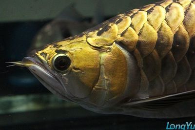 金頭過(guò)背金龍魚(yú)價(jià)格：金頭過(guò)背金龍魚(yú)價(jià)格因多種因素而異
