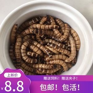 龍魚喂食大麥蟲適宜量取決于多個因素，龍魚一天吃多少大麥蟲合適：龍魚一天吃多少大麥蟲合適龍魚喂食大麥蟲的適宜量取決于多個因素