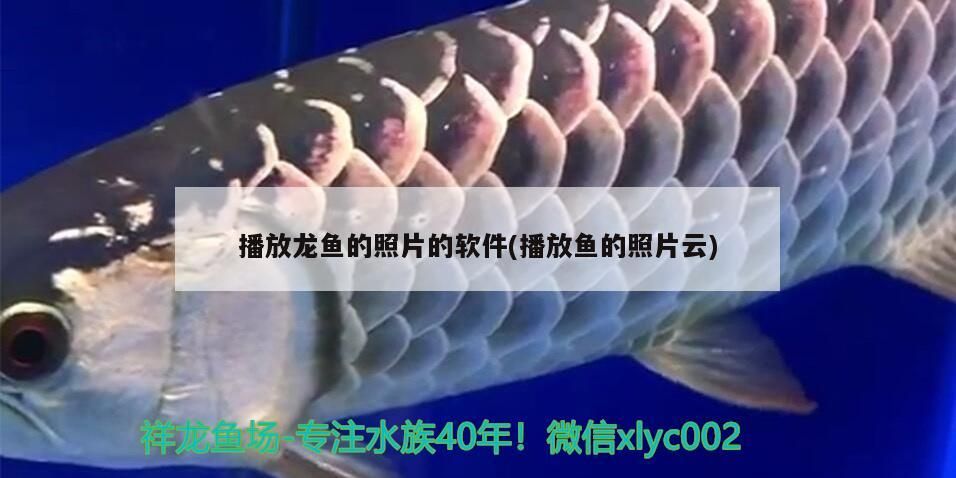 紅龍魚(yú)和金龍魚(yú)混養(yǎng)開(kāi)什么燈好養(yǎng)：紅龍魚(yú)和金龍魚(yú)混養(yǎng)開(kāi)什么燈好養(yǎng)活
