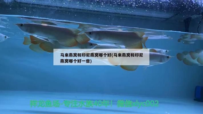 金龍魚一條多少錢40公分（40公分的金龍魚價格大概在多少？）