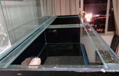 龍魚缸搭配什么魚最好養：如何判斷龍魚與新魚兼容性，龍魚缸水質管理技巧 龍魚缸搭配什么魚最好養：如何判斷龍魚與新魚兼容性，龍魚缸水質管理技巧 龍魚百科 第3張