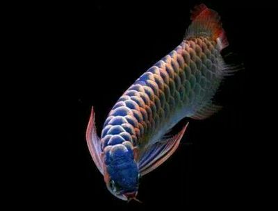 防止龍魚打架的四個(gè)小妙招，解決龍魚打架的四個(gè)小妙招：如何防止龍魚打架？