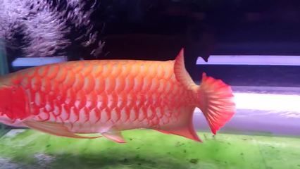 紅龍魚視頻高清在線觀看免費：免費觀看紅龍魚視頻