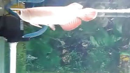 紅龍魚視頻高清在線觀看免費：免費觀看紅龍魚視頻