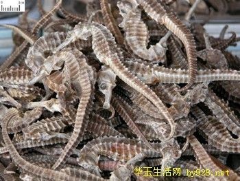 龍魚魚須彎了怎么辦啊：龍魚的胡須彎了怎么辦 龍魚魚須彎了怎么辦啊：龍魚的胡須彎了怎么辦 龍魚百科