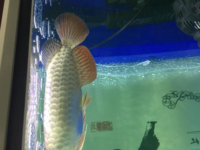 龍魚藍底還是金底好看圖片