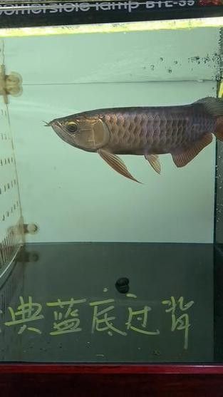 龍魚藍底還是金底好看圖片