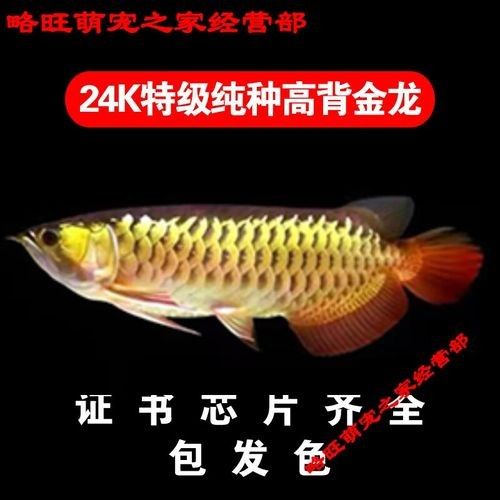 龍魚藍底還是金底好看圖片