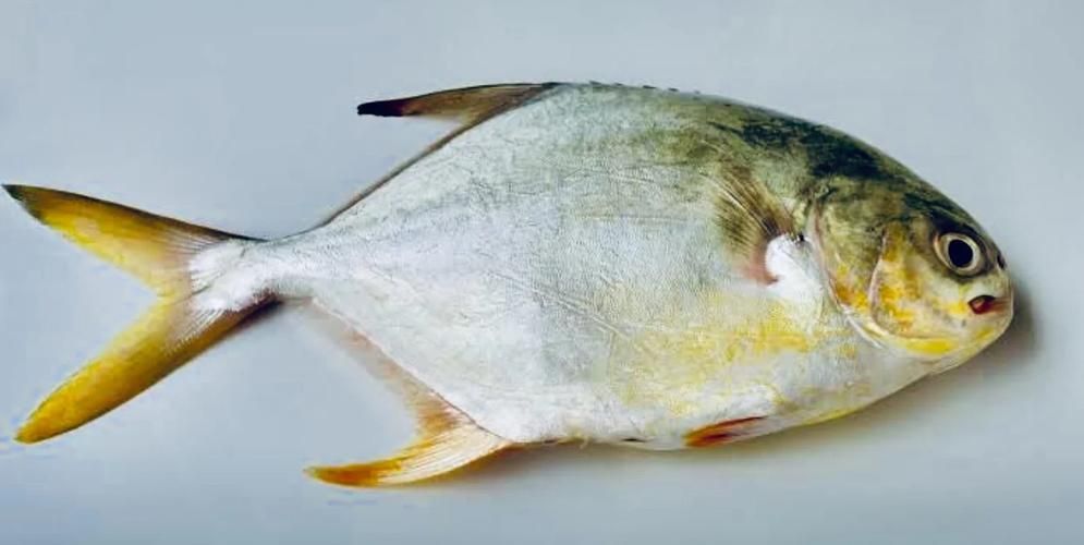 金福魚圖片