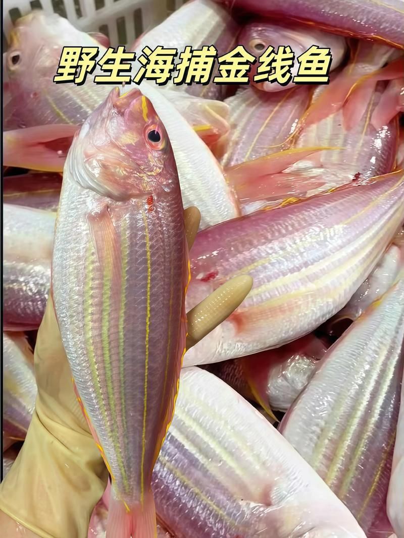 金福魚圖片