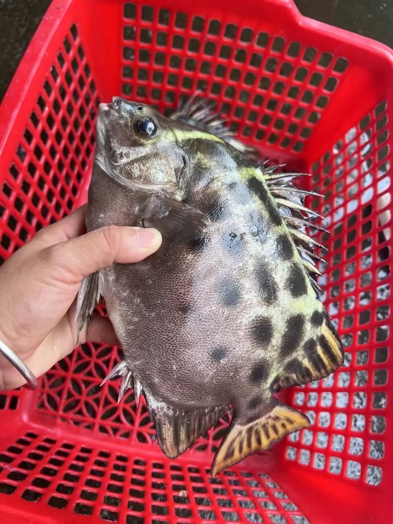 金福魚圖片
