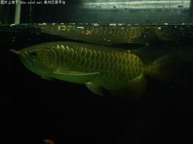 哪種類型的金龍魚價(jià)格最親民？