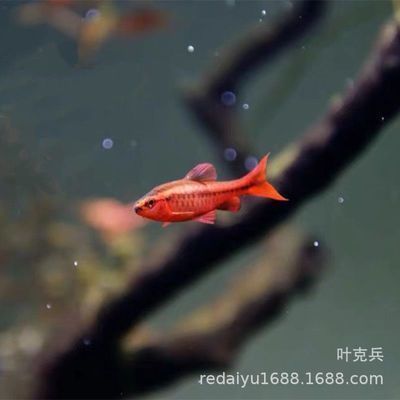 和尚魚繁殖成功案例分享，和尚魚的繁殖成功案例分享
