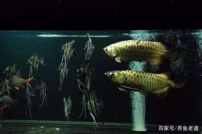 龍魚和什么魚混養(yǎng)比較合適：與龍魚混養(yǎng)的幾種魚類
